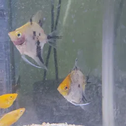 Laxmi fish aquarium shop