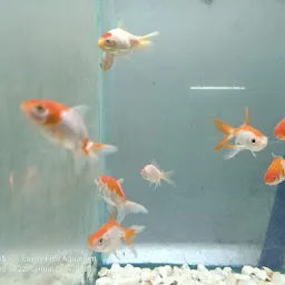 Laxmi fish aquarium shop