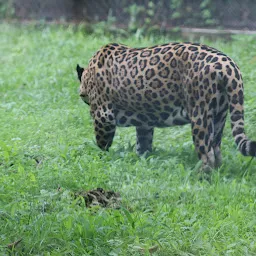 Leopard enclosure