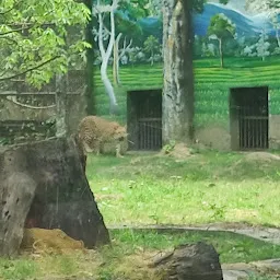 Leopard enclosure