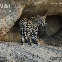 Leopard's Hill, Jawai