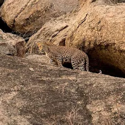 Leopard's Hill, Jawai