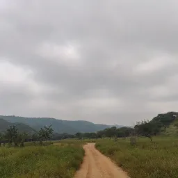 Leopard Safari with Hemant