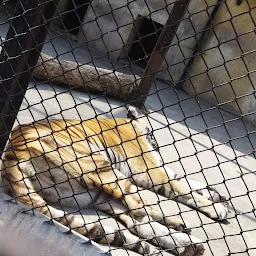 Lesser Cat Enclosure