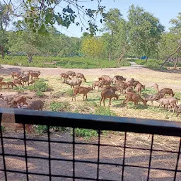 Lion Safari