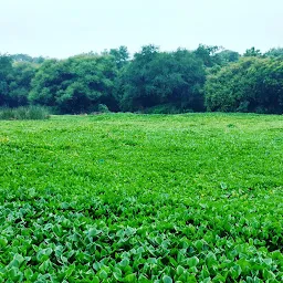 Little Pond in Police HQ