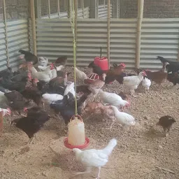 Local Chicken Farm