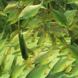 Lokaranjan Aqua World Underwater Zoo
