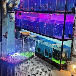 Lucky Aquarium and birds shop Aquarium shop Mumbai