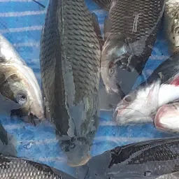 Lucky Fish Center