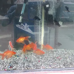 M M Fish Aquarium Shop