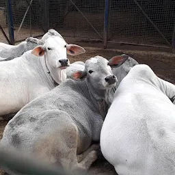 Ma Anandmayi Ashram INDORE