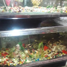 Maa Tara Colour Fish Centre