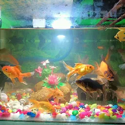 Maa Tarini Aquarium house