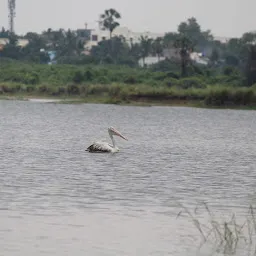 Madambakkam Lake