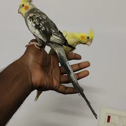 Madras cockatiel