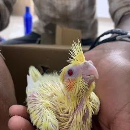 Madras cockatiel