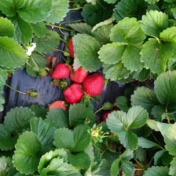 Mahabaleshwar Organic Strawberries