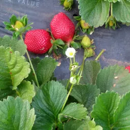 Mahabaleshwar Organic Strawberries