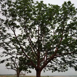 Mahanadi River Bed