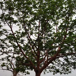 Mahanadi River Bed