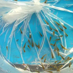 Mahesh Karthik Fish Seed Farm - மகேஷ் கார்த்திக் மீன் குஞ்சு பண்ணை
