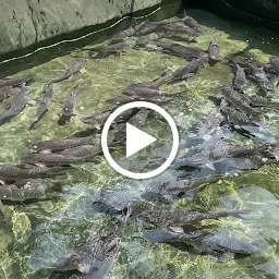 Mahesh Karthik Fish Seed Farm - மகேஷ் கார்த்திக் மீன் குஞ்சு பண்ணை