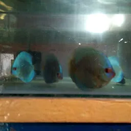 Mahi Fish Aquarium