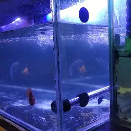 Mahi Fish Aquarium