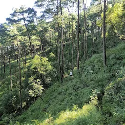 Malki Forest