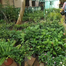 Manasa Plant Nursery Ambattur (formerly Isha Nursery)