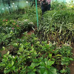 Manasa Plant Nursery Ambattur (formerly Isha Nursery)