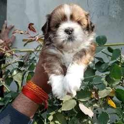 Mangla Pet Gallery Hardoi