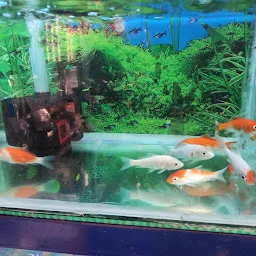 Manna Aquarium Fish & Pots