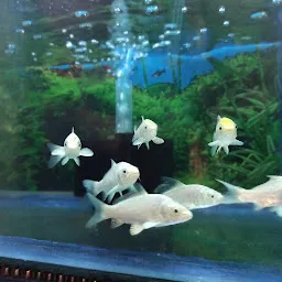 Manna Aquarium Fish & Pots