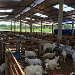 Mannat Goat Farming