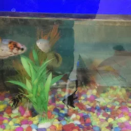 Marine Fish Life Pet Shop 2