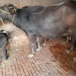 Marwah Dairy farm