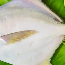 Matsyagandha Fish Suppliers Online