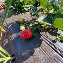 Mauli Strawberry Farm