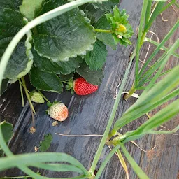 Mauli Strawberry Farm