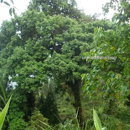 banuyo tree