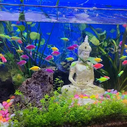 Max Aquarium pets shop