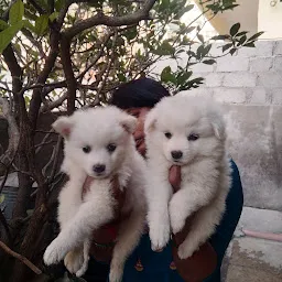 Max Dog kennel in Hyderabad