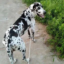 Max Dog kennel in Hyderabad