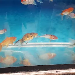 MD Fish Aquarium & Dog House-Best/Pet Shop/Fish Aquarium in Solan