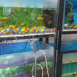 MD Fish Aquarium & Dog House-Best/Pet Shop/Fish Aquarium in Solan