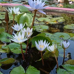 Medicinal Plant Garden