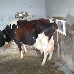 Mehla Dairy