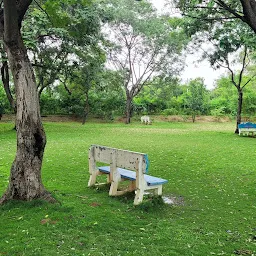 Mimosa garden